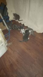 KITTENS LOOKING FOR GOOD HOMES