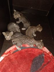 Indian Domestic Kittens