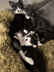 Kittens and Momma