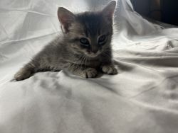 Kitten’s for sale