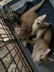 Kittens Looking For a New Home!