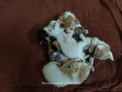 Kitten Up for adoption