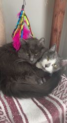 Bonded Cats