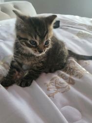Kitten looking for a home
