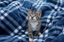 Mr Stripes (male kitten)