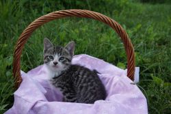 Miss Stripes (female kitten)