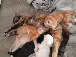 Beautiful, Sweet, Loving, indoor kittens for sale