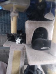 Kitties need good homes please