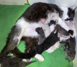 Kittens (12 Total