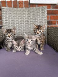 2 boys and 2 girls kittens