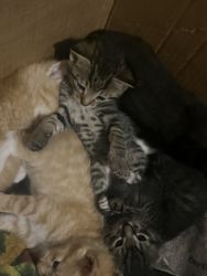 Mama & Kittens for sale