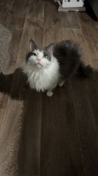 Sweet 5 year old grey and white cat needs to be rehomed