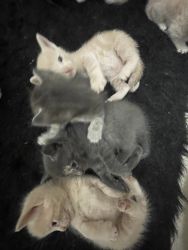 Kittens For Free