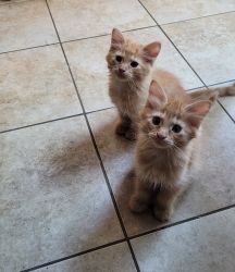 Baby Kittens (St. Louis, MO)