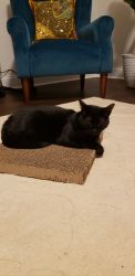 Black cat to rehome