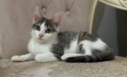 Kitten for sale liking for pet lovers