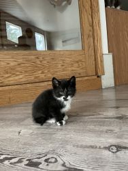 New born kitties