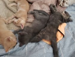 4 living and friendly kittens