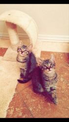 Kittens for Adoption