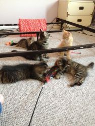4 male neutered kittens