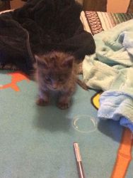 Six Week Old Kitten