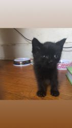 Adorable kittens for sale!