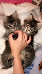 3 Kittens for sale