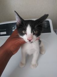 Cute Kitten for sale