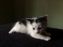 3 kittens born Oct.25&:(7