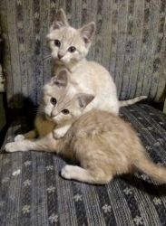 Kittens looking for a family