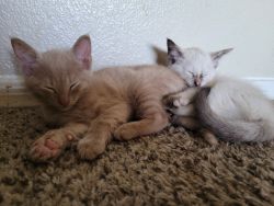 Selling 2 of our littles Milo and Freya
