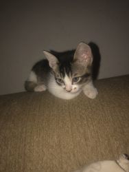 kitten for sale !