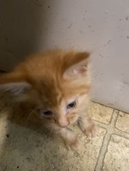 Cats and kittens that need a good home