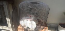 2 Rabbits for sale along with cage.