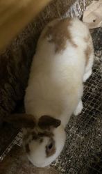 2 female and 1 male bunny needing forever family