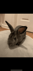 Rehoming rabbit