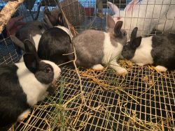 RABBITS FOR SALE!