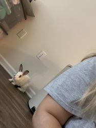 1 Year Old Bunny!
