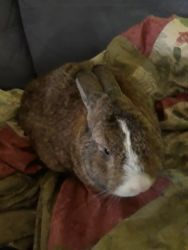 1 yr old male bunny brown and white