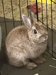 Rehoming Male Rabbit
