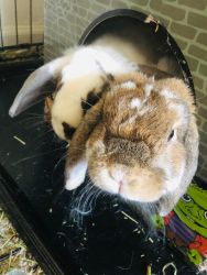 Two bonded bunnies for new home