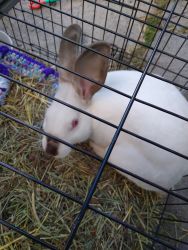 Sweet 5 mo. old bunny needs loving home ASAP