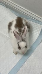 Young bunny (Juno)