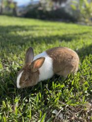 Pet Bunny for sell