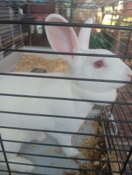 Female Rabbits for Sale