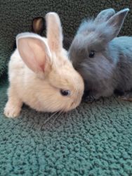 Adorable 8 week old bunnies need new homes