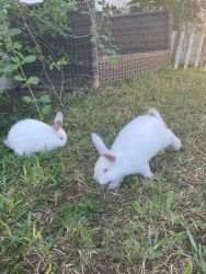 Bunnies looking for a new home.