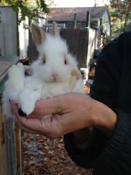 Six weeks old bunnies