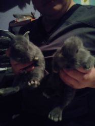 Baby Grey Bunny Rabbits