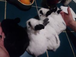 3 Baby Bunny Rabbits